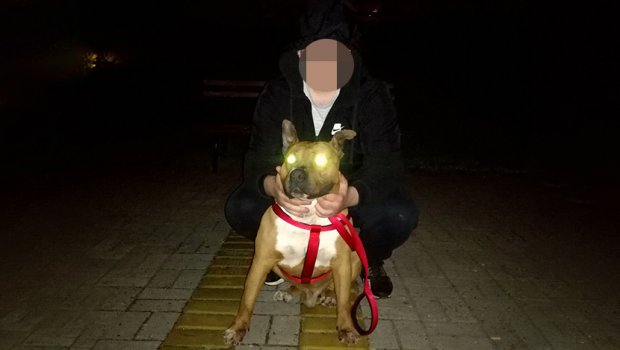 Ухапшен монструм (19) из Суботице: Пуштао стафорда на луталице, а девојци која је то снимила претио: Ку*во прљава, оћеш да ти пати породица?